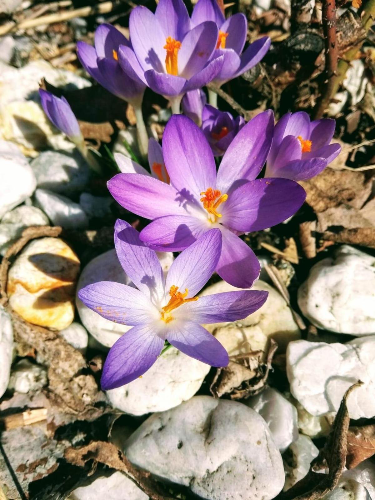 Ubytování U Ropáků Horní Slavkov Exterior foto